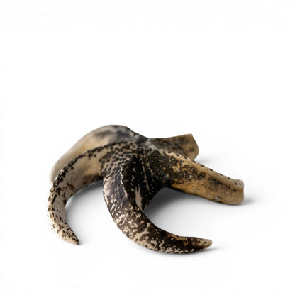 Étoile de mer