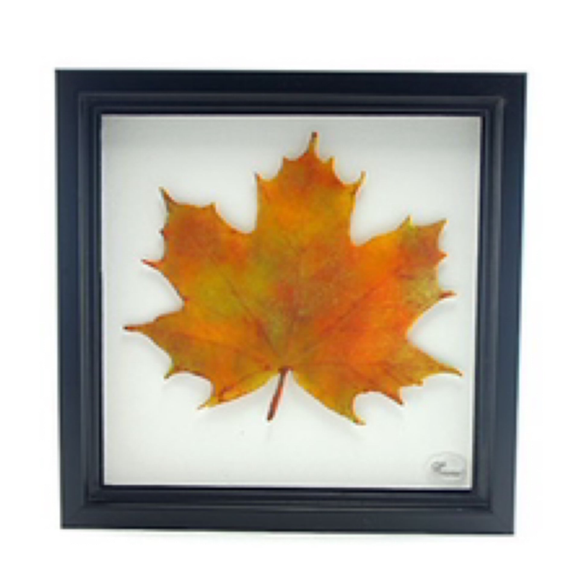 Majesté d'automne #4 par Enora Glass Lucie Martineau