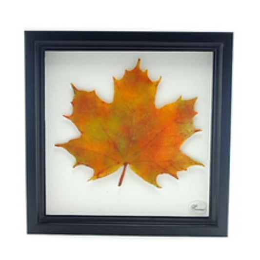 Majesté d'automne #4 par Enora Glass Lucie Martineau